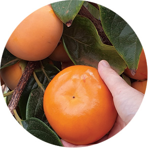 Premium Persimmons